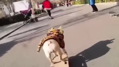dog skating on road can you beat him ???