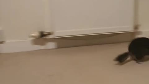 Cute chinchilla does some parkour