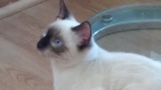 Cat Sounds Like Alien