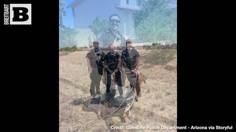 GLENDALE GOATS! Arizona Police Go on WILD Goat Chase