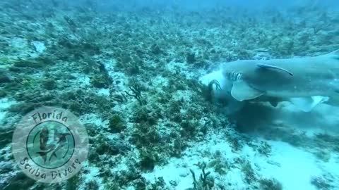 Never seen in the wild...Nurse Shark Mating capture by Florida Divers