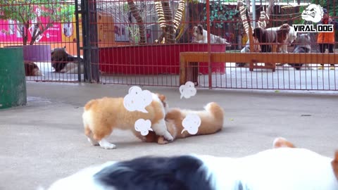 FUNNY ANIMAL VIDEOS | ANIMAL video |cute dog