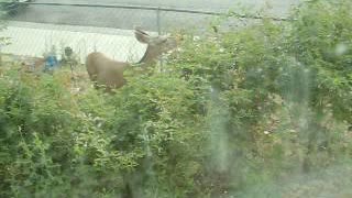 Doe eating roses.