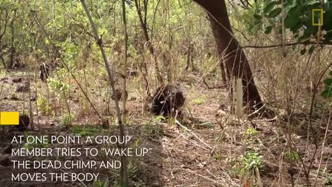 Aftermath of a Chimpanzee Murder Caught in Rare Video