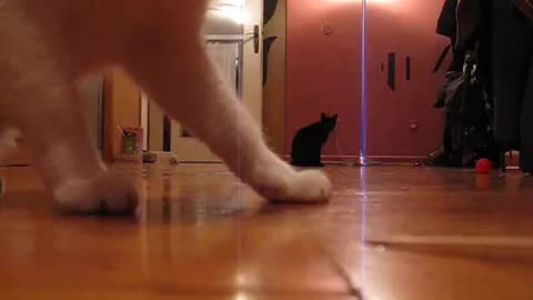 Cat knows dog tricks
