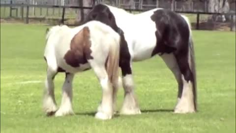 Why do horses "clack" at each other?