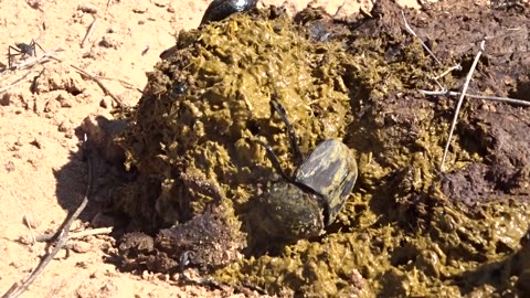 Dung beetle rolling a ball