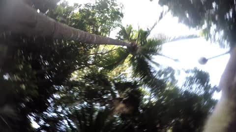 Curioso coatí arrebata una GoPro