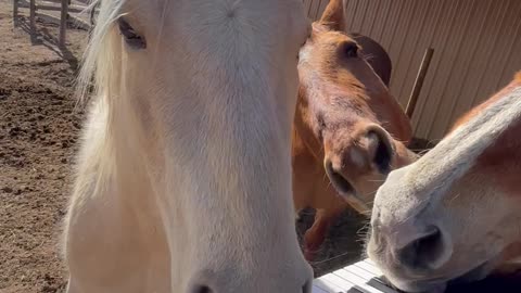 Precious Horses Play Piano