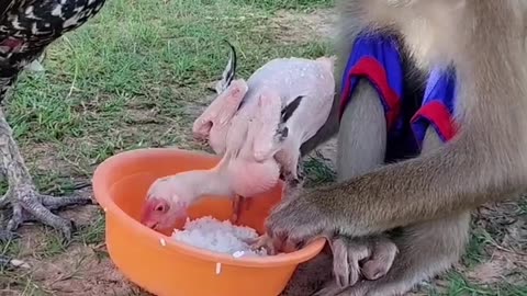 Cute monkey and chicken video