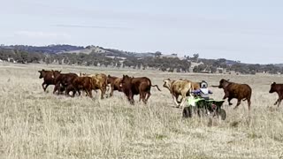 Two-Year-Old Boy Mustering Cattle Like a Boss