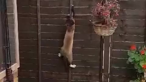 The cat comes off the fence.