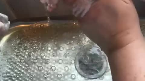 Bath time for sphynx kittens viral hog