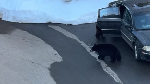 Bears Break Into Car
