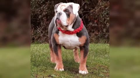 Old English Bulldog