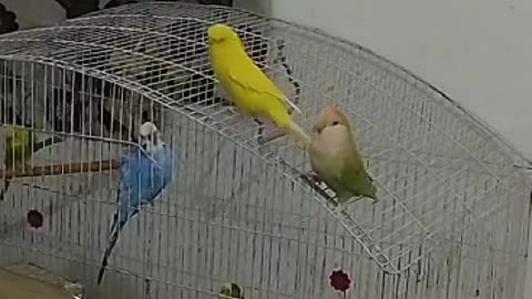 Budgie and lovebird