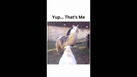 Yup... That's Me | Shephard Dog | Farm Life