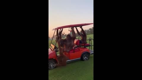 Orangutan knows how to switch on the key and drives a golf cart with ….