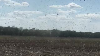 Little Tornado Whips Through Cornstalks