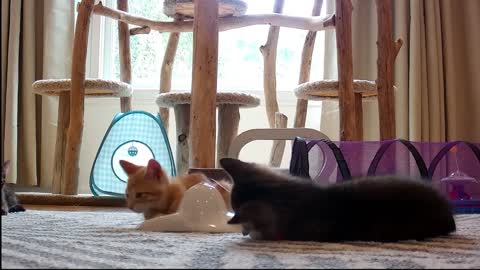 kittens and a collection of cats that will make anyone fall in love , funniest videos animals