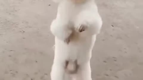 Funny animal dog video
