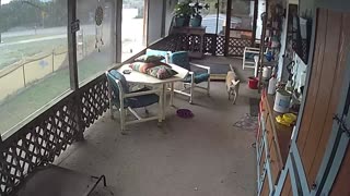 Security Camera Captures Puppy's Bad Day