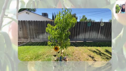 Growing Peach Tree in Backyard