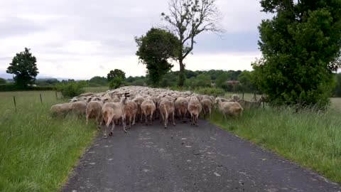 Sheep Lamb Animal Wool Herd Countryside Meadow