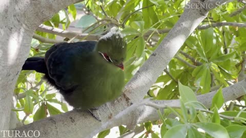 Jungle Birds 4K - Beautiful Birds Sound in the Rainforest | Scenic Relaxation Film