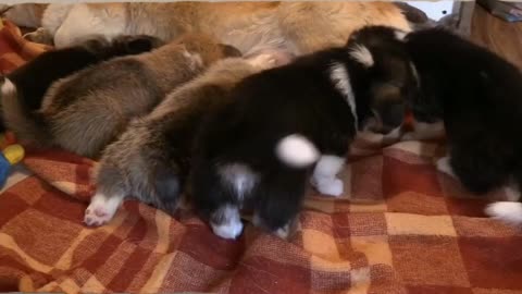 Puppies suckling from their mother's breast. A wonderful view of young puppies drinking milk