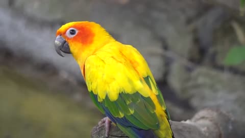 Colourful Parrot