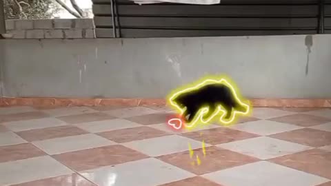 The cat plays the color ball