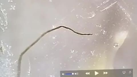 Carbon Nanofiber „Pinworm"