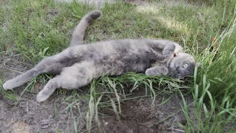 Funny cat playing in nature