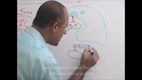 Innate Immunity | Complement System | Immunology | Dr Najeeb