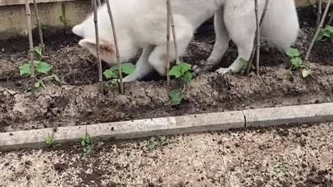 Samoyed Jam has a silly dog