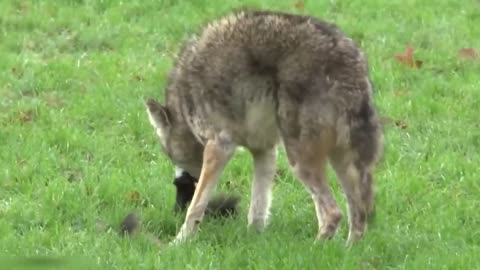 Amazing moments off coyotes hunting in the wild