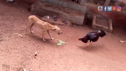 rooster vs dog