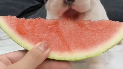 Cute little french bulldog is eating watermelon