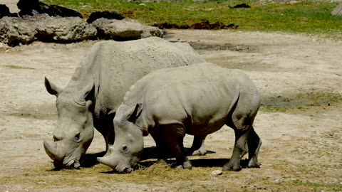 Rhino Horn Pachyderm