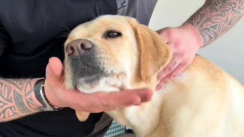 Cute Dogs Chiropractor ❤️😢🥰😍 3