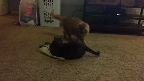Kitties Rumble for Cat Toy Blanket