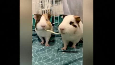 Funniest And Cutest Guinea Pigs