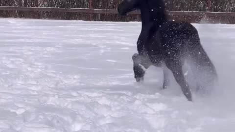 Friesian Stallion playing in around in the snow