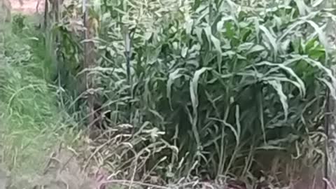 Corn update and clearing behind and beside garage