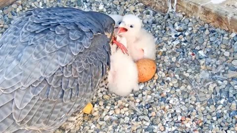 Mother Peregrine Falcon takes good care of her baby