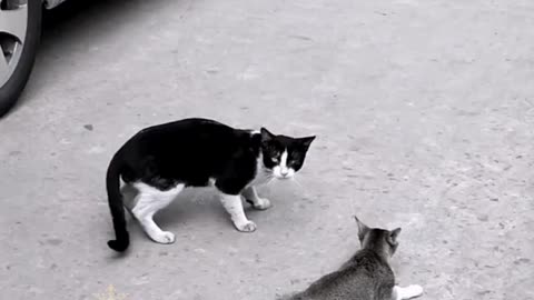 Intimate Relationship Between 2 Cats ।। দুইটা বিড়ালের মাঝে অন্তরঙ্গ সম্পর্ক