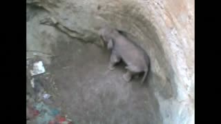 Baby elephant rescued from well