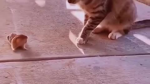 Laugh 😂 Laugh 😂 Laugh 😆😆😆 || Funny Videos || Funny || Funny Cats || Songs Heaven.