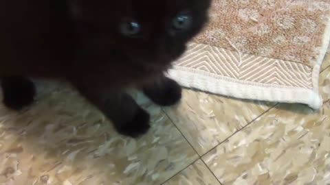 Meong Besar from a Tiny Kitten!